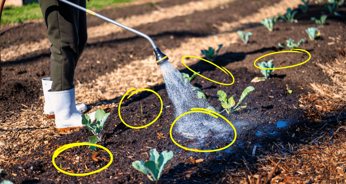How Planting in Rows Could Destroy your Garden