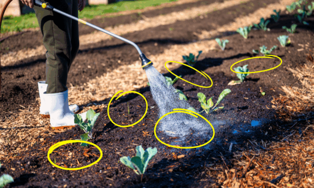 How Planting in Rows Could Destroy your Garden