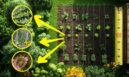 How To Grow Food for a Year in Just 4 Square Feet