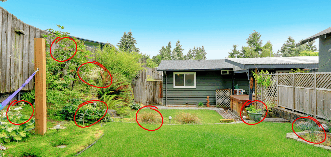 The Weeds in Your Backyard You Should Start Eating Today