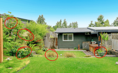 The Weeds in Your Backyard You Should Start Eating Today