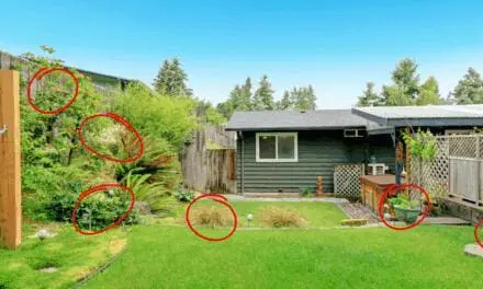 The Weeds in Your Backyard You Should Start Eating Today