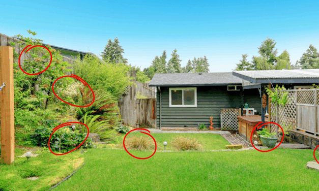 The Weeds in Your Backyard You Should Start Eating Today