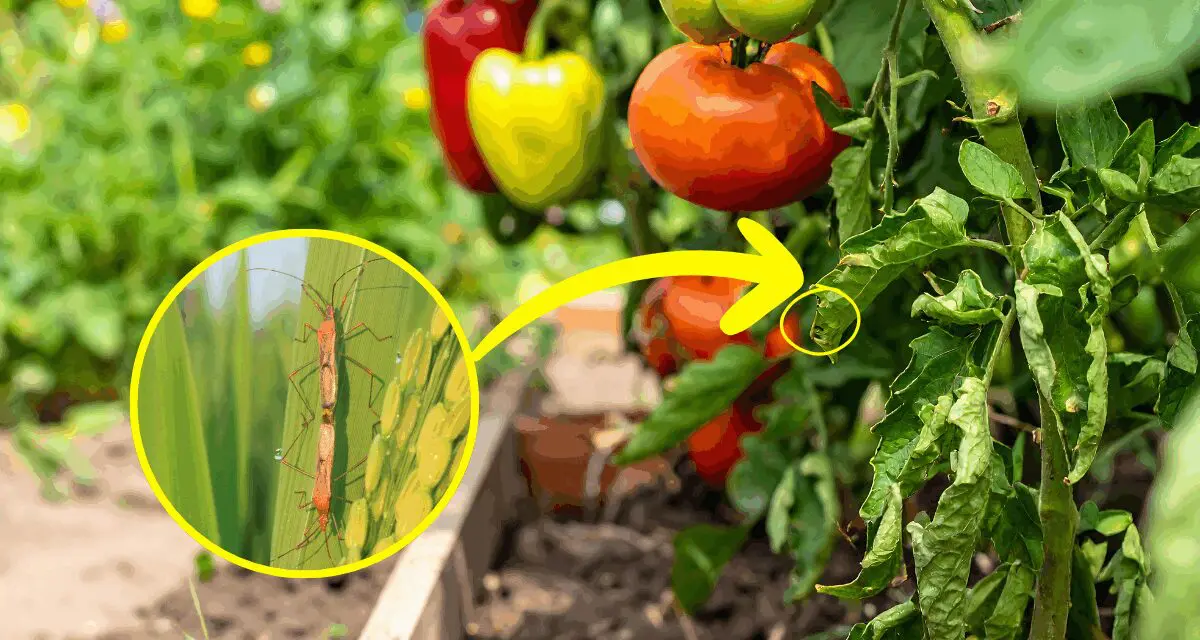 This Tiny Bug Can Destroy Your Garden in 48 Hours