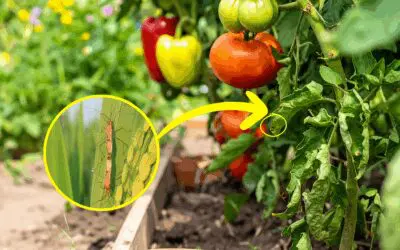 This Tiny Bug Can Destroy Your Garden in 48 Hours