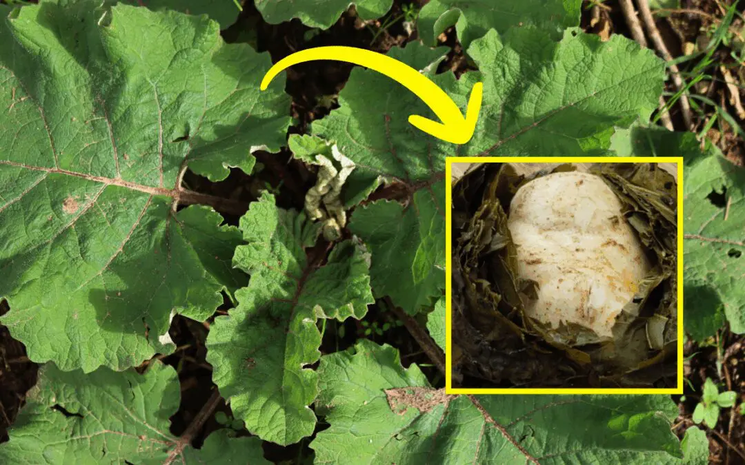 What Happens If You Cook Your Food In Leaves?