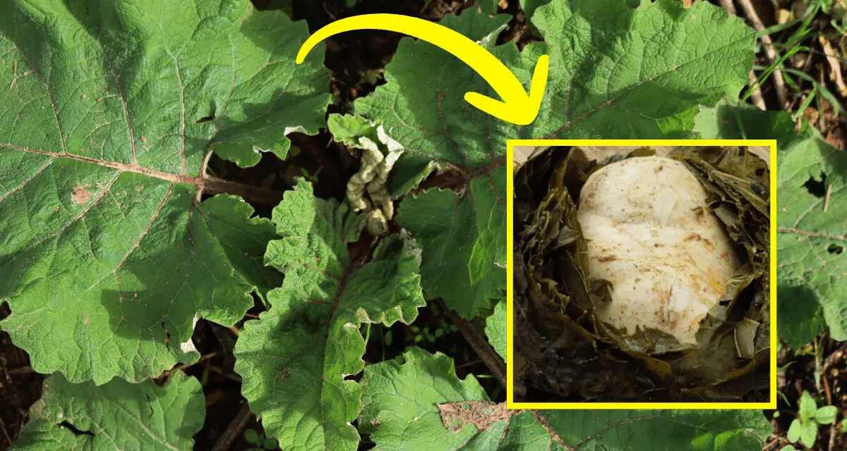 What Happens If You Cook Your Food In Leaves?