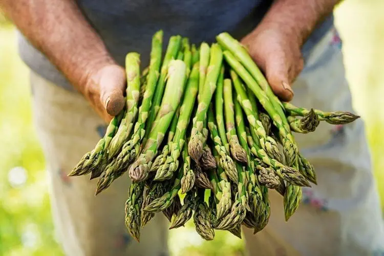 asparagus growing