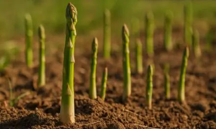 Asparagus – Where to Plant: Complete Location Guide for Growing Success