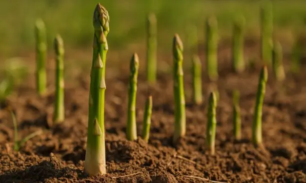 Asparagus – Where to Plant: Complete Location Guide for Growing Success