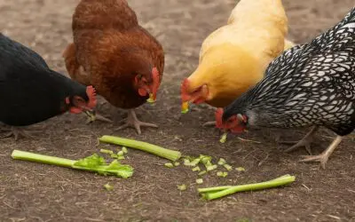 Can Chickens Eat Celery?