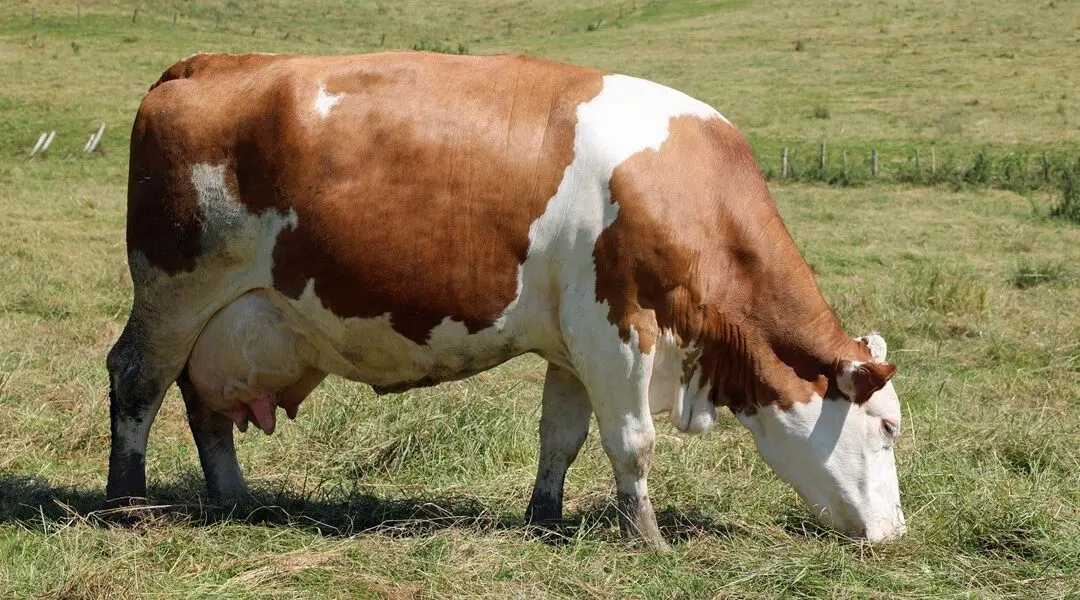 How Long Are Cows Pregnant? A Complete Guide for Farmers and Animal Owners