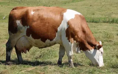 How Long Are Cows Pregnant? A Complete Guide for Farmers and Animal Owners