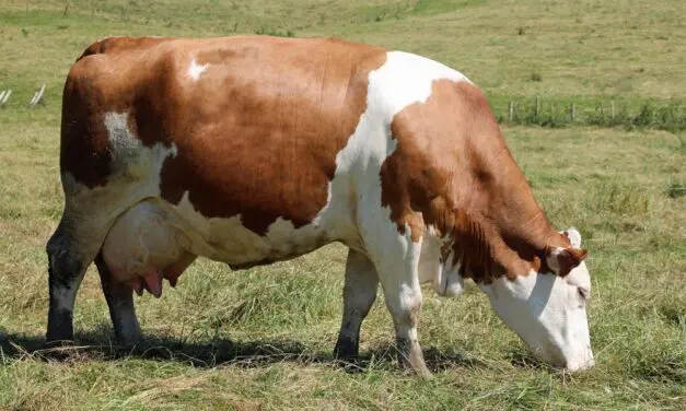 How Long Are Cows Pregnant? A Complete Guide for Farmers and Animal Owners