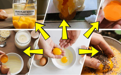 10 Egg Yolk Uses You Didn’t Know About