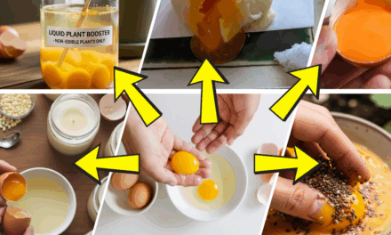 10 Egg Yolk Uses You Didn’t Know About