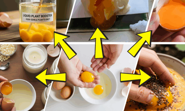 10 Egg Yolk Uses You Didn’t Know About