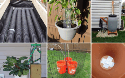 How to Water Your Plants When You’re Away