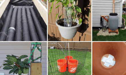 How to Water Your Plants When You’re Away