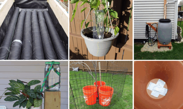 How to Water Your Plants When You’re Away