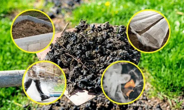 8 Unusual Uses for Manure Around Your Homestead