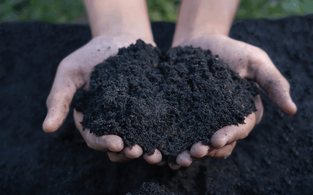 The Black Soil That Doubles Your Harvest