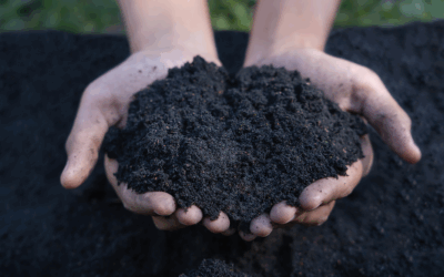 The Black Soil That Doubles Your Harvest
