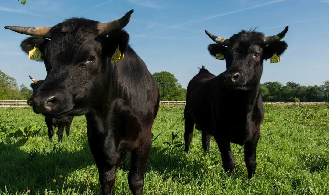 Dexter Cows: The Small Cattle With a Big Role in Self-Sufficiency