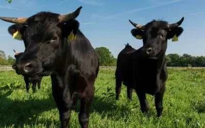 Dexter Cows: The Small Cattle With a Big Role in Self-Sufficiency