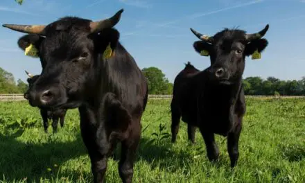 Dexter Cows: The Small Cattle With a Big Role in Self-Sufficiency