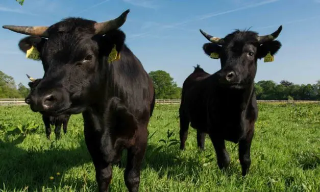 Dexter Cows: The Small Cattle With a Big Role in Self-Sufficiency