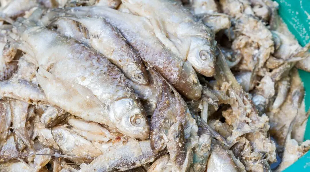 Fermented Fish: A Self-Sufficient Food Tradition Worth Reviving