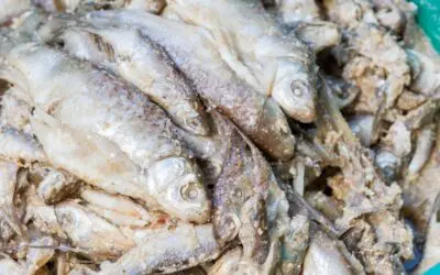 Fermented Fish: A Self-Sufficient Food Tradition Worth Reviving