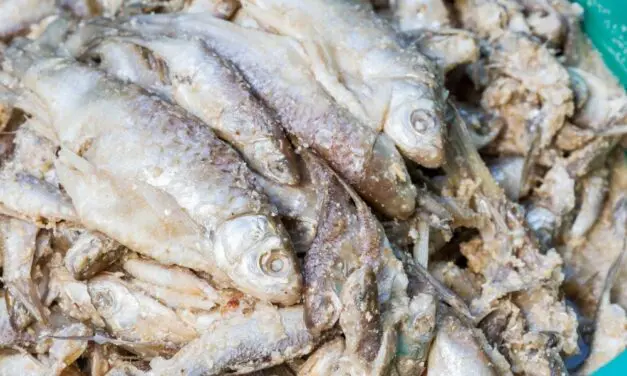 Fermented Fish: A Self-Sufficient Food Tradition Worth Reviving