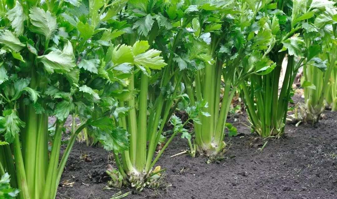 How to Plant Celery: A Step-by-Step Guide for Self-Sufficient Gardeners
