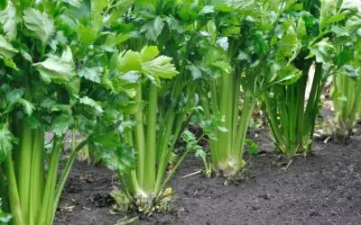 How to Plant Celery: A Step-by-Step Guide for Self-Sufficient Gardeners