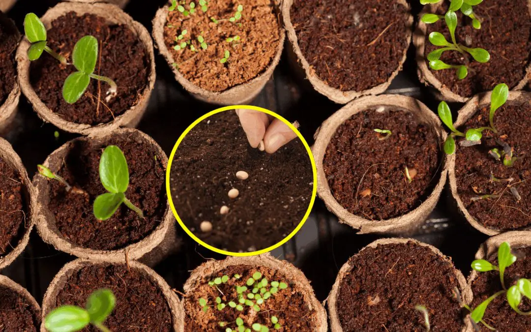 How I Saved $400 a Year by Harvesting My Garden Seeds