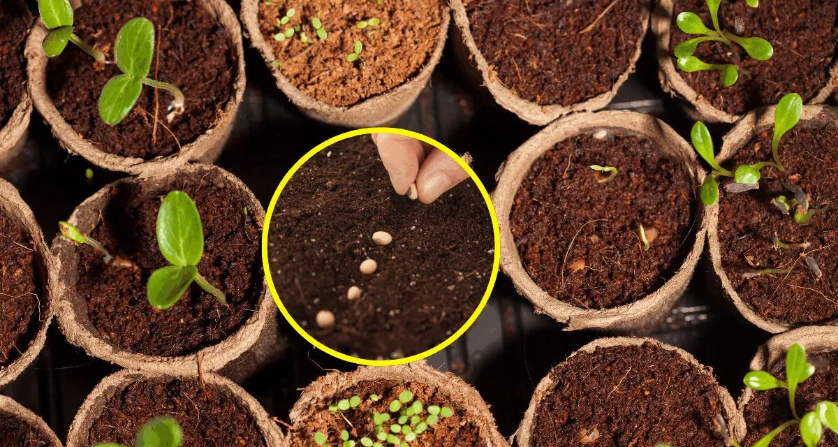 How I Saved $400 a Year by Harvesting My Garden Seeds