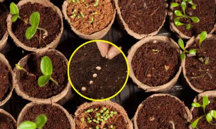 How I Saved $400 a Year by Harvesting My Garden Seeds