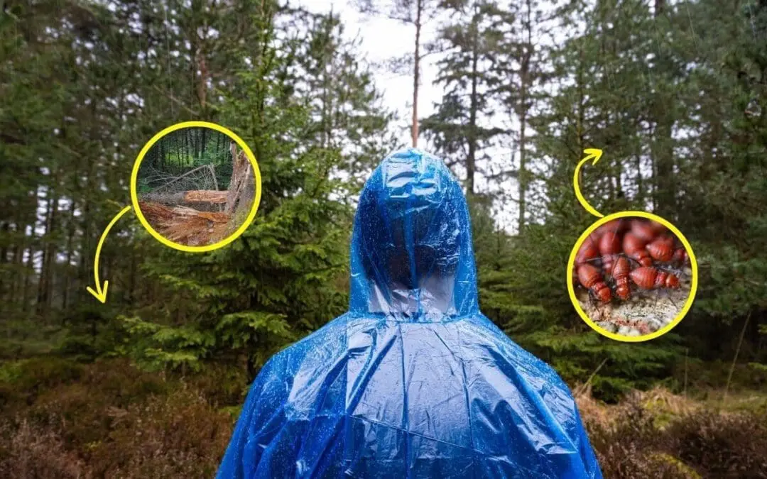 I Lived in The Woods for 15 Days and This is What Almost Killed Me