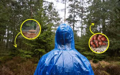 I Lived in The Woods for 15 Days and This is What Almost Killed Me