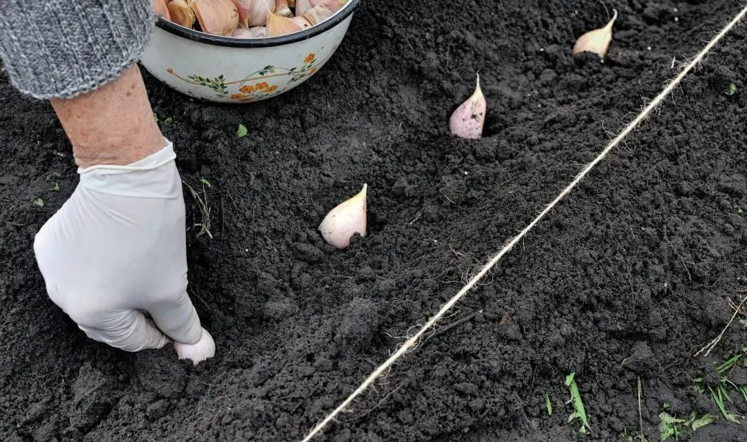 Planting Garlic Right