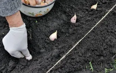 Planting Garlic Right