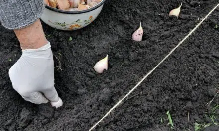 Planting Garlic Right