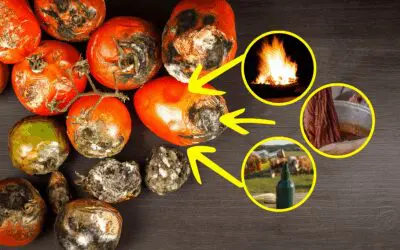 10 Uses for Spoiled Vegetables (Not Compost!)