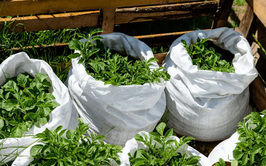 How to Grow 100 Pounds of Potatoes in Trash Bags
