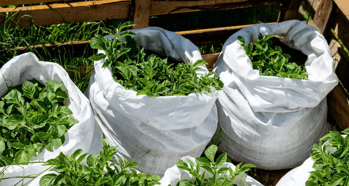 How to Grow 100 Pounds of Potatoes in Trash Bags