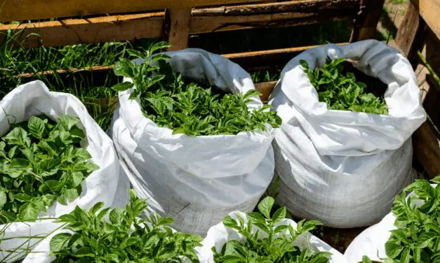 How to Grow 100 Pounds of Potatoes in Trash Bags