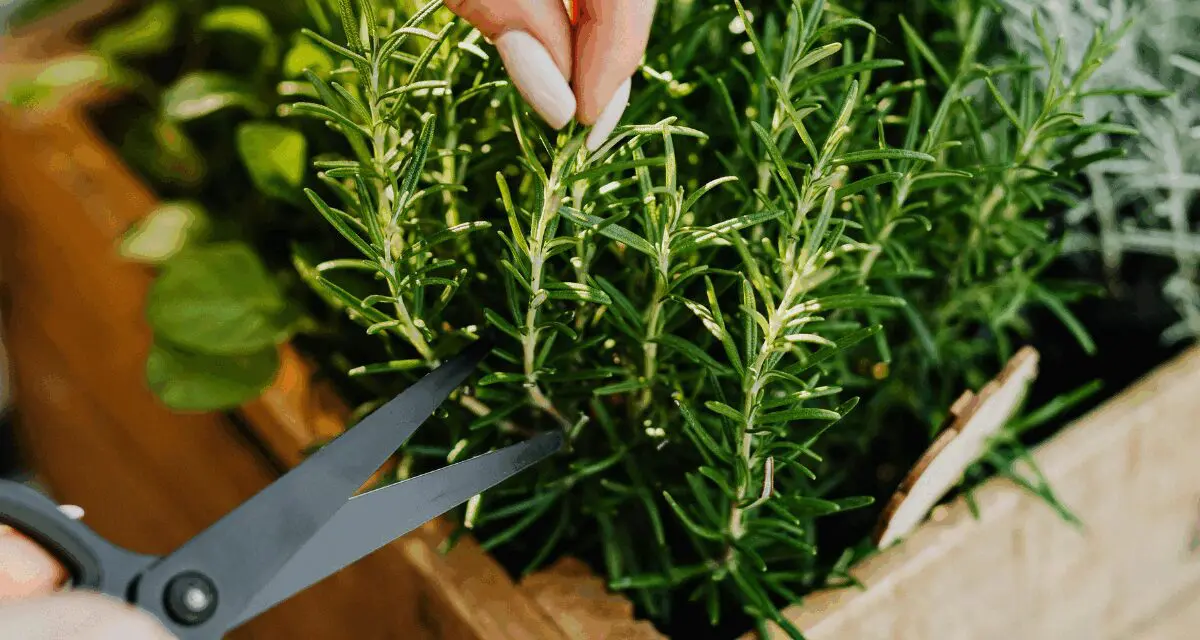 The Brain Boosting Herb You Can Grow in a Mason Jar (No Garden Needed)