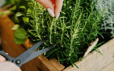 The Brain Boosting Herb You Can Grow in a Mason Jar (No Garden Needed)